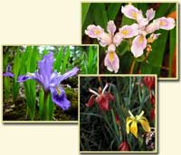 Three picture montage of irises: dwarf lake iris, copper iris, and Douglas iris.