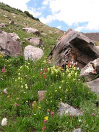 western Indian paintbrush and splitleaf Indian paintbrush coloring the tundra with pale yellow and bright pink.
