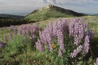 lupine and other wildflowers blooming on the Bighorn National Forest in Wyoming.