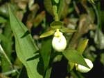 California lady's slipper, Cypripedium californicum.