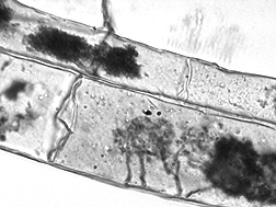 Arbuscules inside corn root cells. The arbuscule is the finely branched mycorrhizal structure where the exchange of soil nutrients for carbon occurs: Click here for full photo caption.