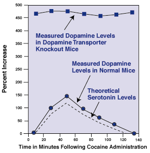 Effects of Cocaine on Neurotransmitter Levels