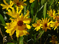 yellow wildflowers.