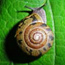 All Taxa Biodiversity Inventory snail