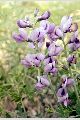 View a larger version of this image and Profile page for Baptisia australis (L.) R. Br. var. minor (Lehm.) Fernald