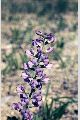 View a larger version of this image and Profile page for Baptisia australis (L.) R. Br. var. minor (Lehm.) Fernald