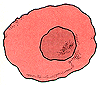 Ilustración de una célula alfa
