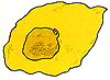 Ilustración de una célula beta