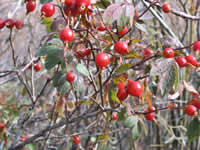 red-berry bush.