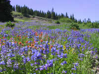 forest meadow with wildflowers.