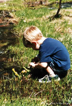 young boy kneeling beside a pitcher plant to look at it.