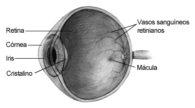 diagrama del ojo