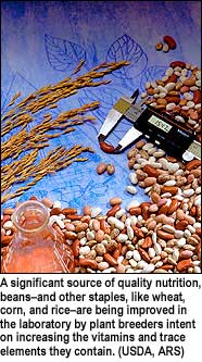 Flask and caliper with varieties of beans and grains. Caption: A significant source of quality nutrition, beans–and other staples, like wheat, corn, and rice–are being improved by plant breeders intent on increasing the vitamins and trace elements they contain. (USDA, ARS)