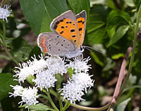 American copper butterfly on a white flower.