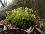 unkown moss.