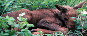Moose are found throughout the Refuge utilizing willow, birch and aspen stands in the winter and ponds and marshes in the summer.