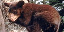 Visitors can often spot bears in trees at the edges of forests.