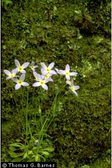 Photo of Houstonia caerulea L.