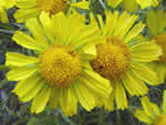 alpine sunflower.