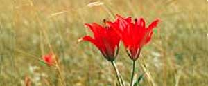 A red prairie lily grows tall among the green and golden brown grasses of the tallgrass prairie.