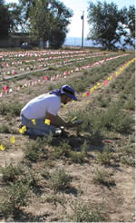 man kneeling on the ground among rows of flags and plants using a data recorder.