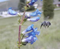 bee flying up to a blue flower.