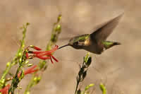 hummingbird flying up to a penstemon flower.
