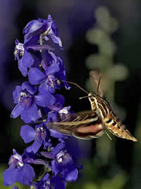 white-lined sphinx moth (Hyles lineata) flying up to a purple flower.