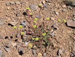 Greenman's desert parsley