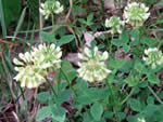 Trifolium reflexum.