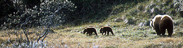Grizzly bear sow with two cubs