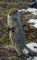 An arctic ground squirrel stands up for a better look around.