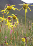 Bright yellow arnica flowers stand in front of a mountain.