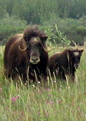 An inquisitive adult and a young muskox look up.