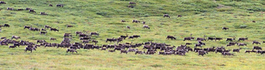 Caribou migrating through the Killik Valley