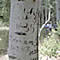 Basque sheepherder carvings on an aspen's trunk