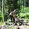 man cutting conifers in an aspen stand