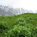 Spring vegetation at Turnagain Pass.