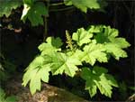 Devil's club, Oplopanax horridus.