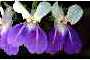 View a larger version of this image and Profile page for Collinsia verna Nutt.