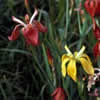 Thumbnail image of Iris fulva.