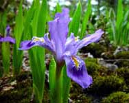 Iris lacustris.