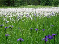 wild flag iris in a meadow in southeast Alaska.
