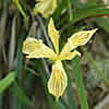 Thumbnail image of Iris bracteata.