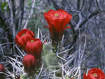 Kingcup cactus.