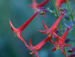 Scarlet gilia.