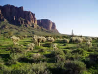 Sonoran desert scene with the Superstitions Mountains in the background.