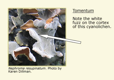 Nephroma resupinatum, an arrow pointing to the white fuzz (tomentum) on the cortex of this cyanolichen.