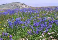 blue-flowered penstemons in an alpine meadow on Mt. Harrison.