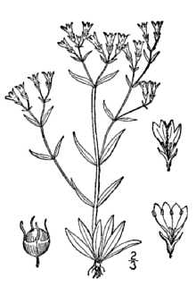 Line Drawing of Houstonia longifolia Gaertn.